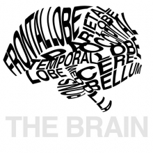 brain